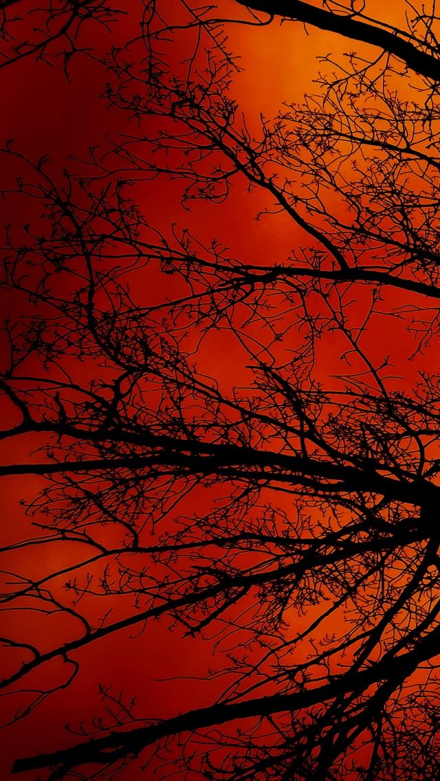 640x1136 Under The Tree - branch iPhone Wallpaper