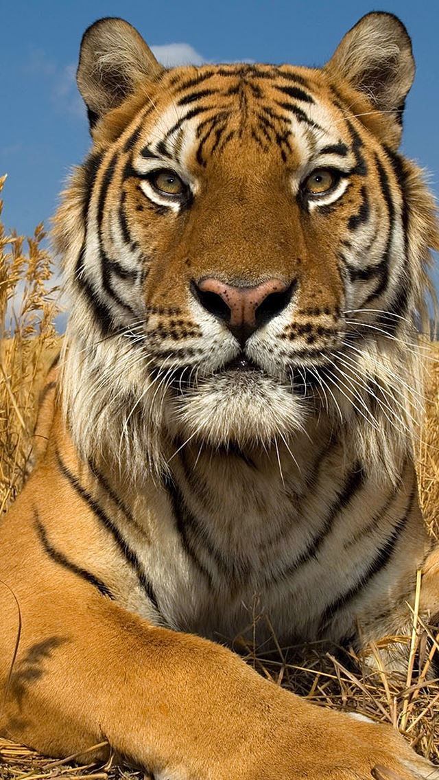 640x1136 Siberian Tiger In Russia -  iPhone Wallpaper