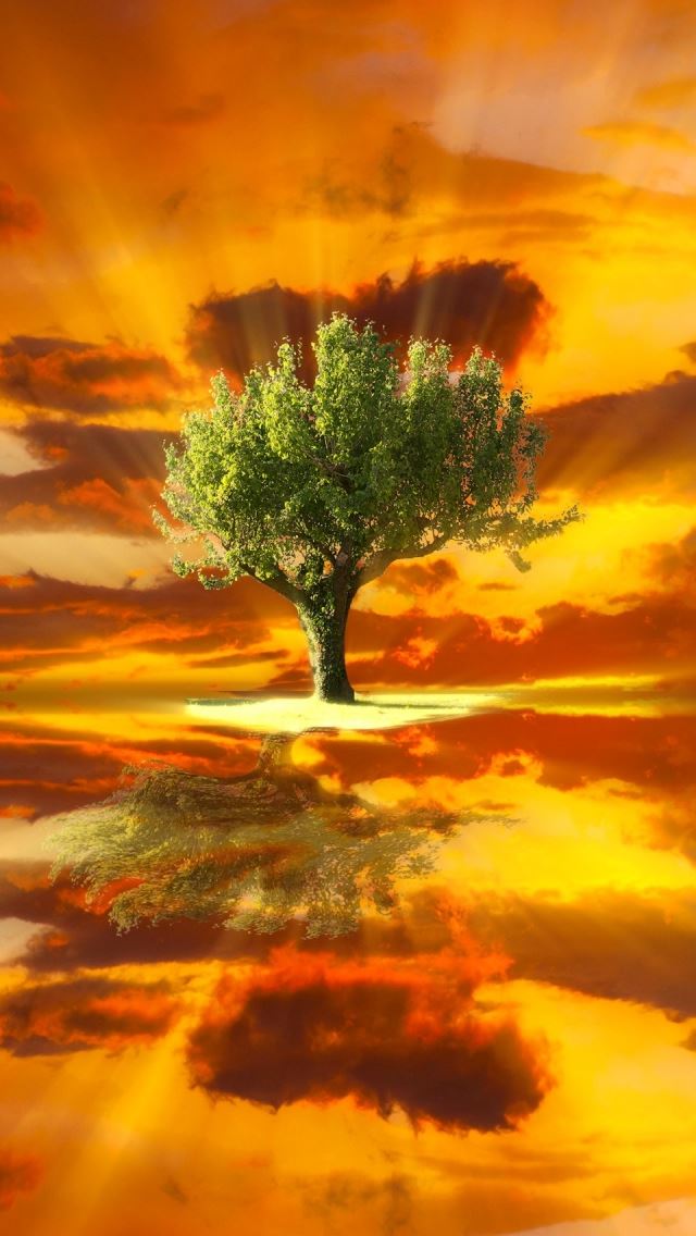 640x1136 Amazing Tree Landscape - branch iPhone Wallpaper