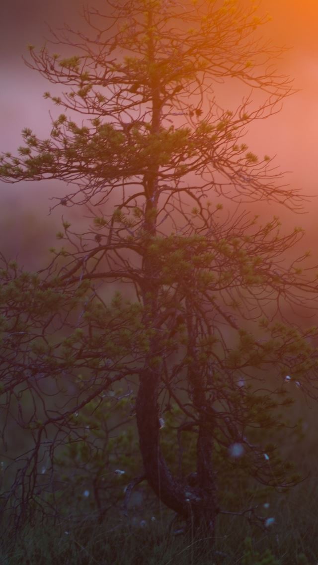 640x1136 Morning Light - branch iPhone Wallpaper