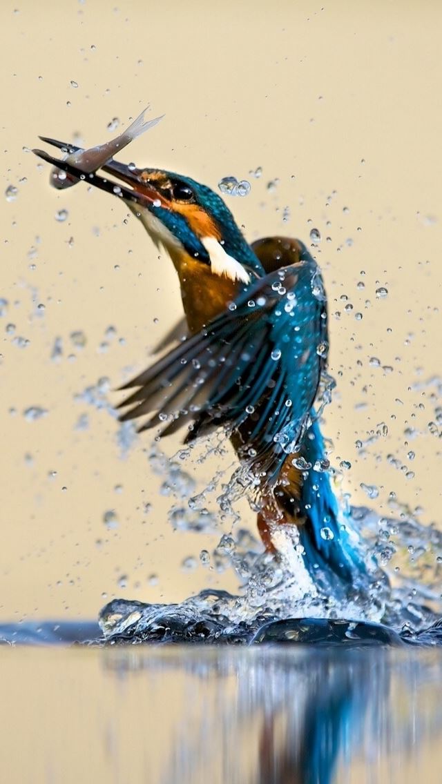 640x1136 Water Bird - bird iPhone Wallpaper