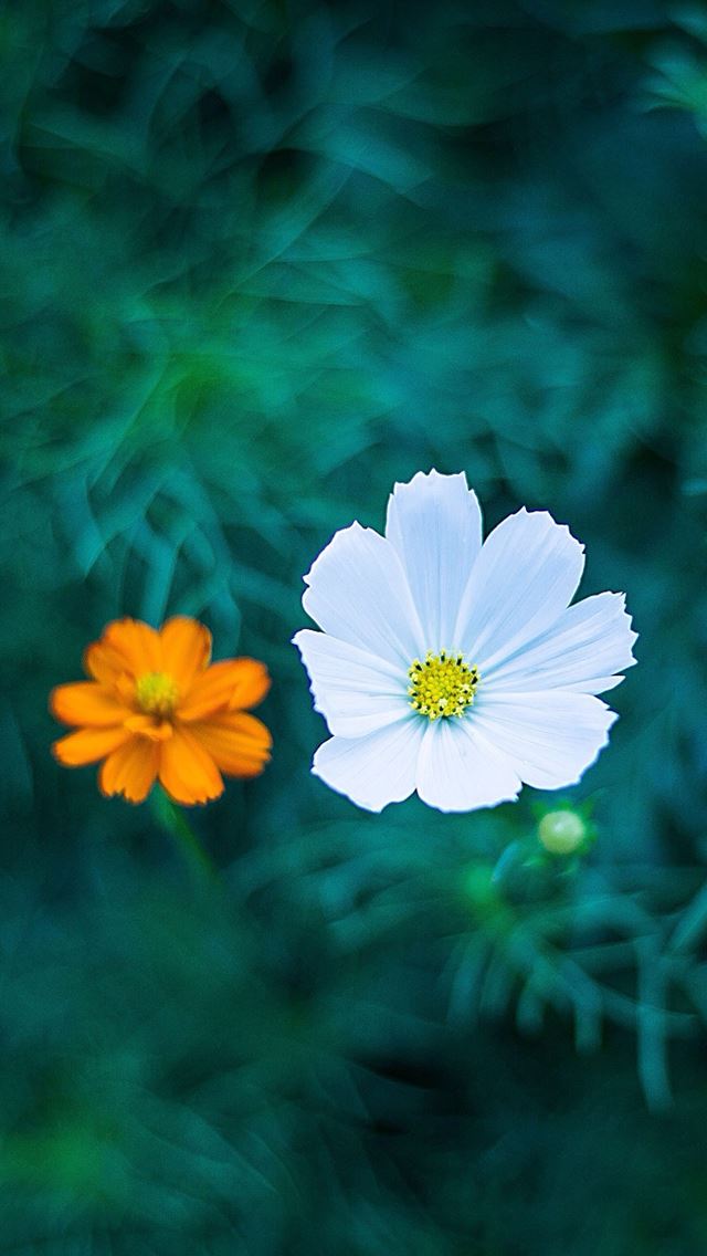640x1136 Flower - bokeh iPhone Wallpaper