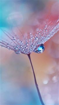Natural Dew Dandelion  wallpaper