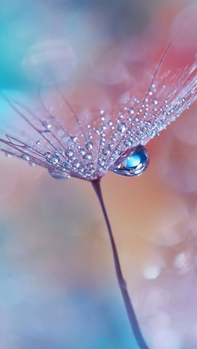 1284x2778 Natural Dew Dandelion  - natural iPhone Wallpaper