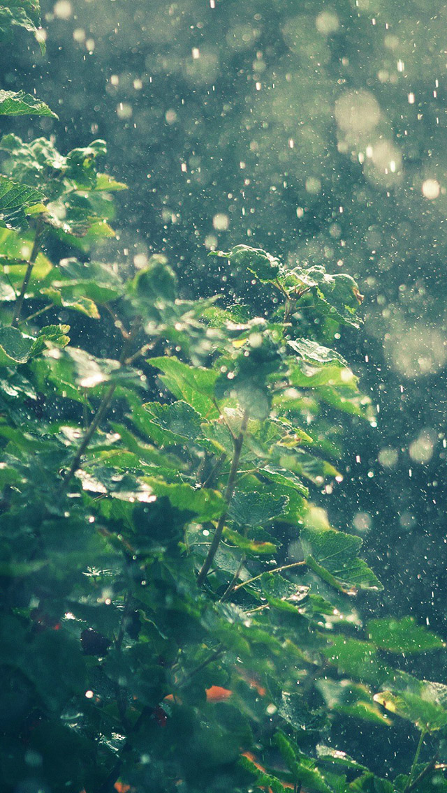 Summer Rainy In Sunny Day iPhone wallpaper 