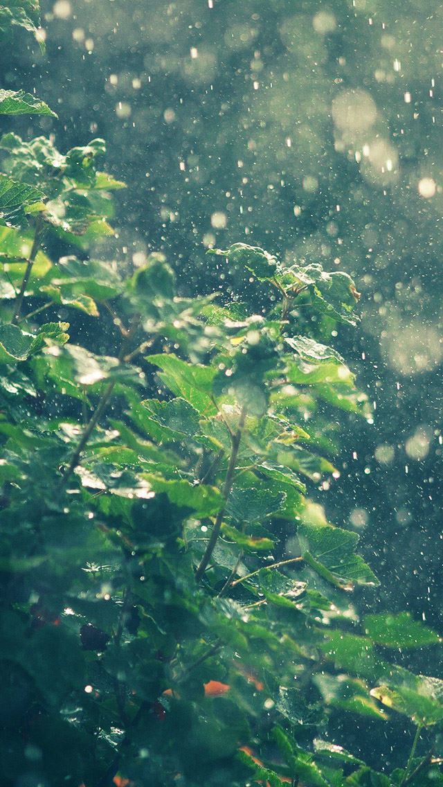 640x1136 Summer Rainy In Sunny Day - rain iPhone Wallpaper