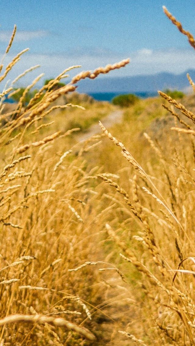 640x1136 Autumn Mature Wheat Road - autumn iPhone Wallpaper