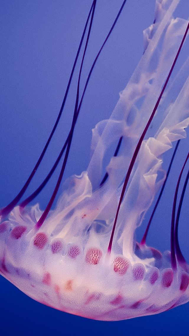 640x1136 Medusa Animal Sealife - beautiful iPhone Wallpaper