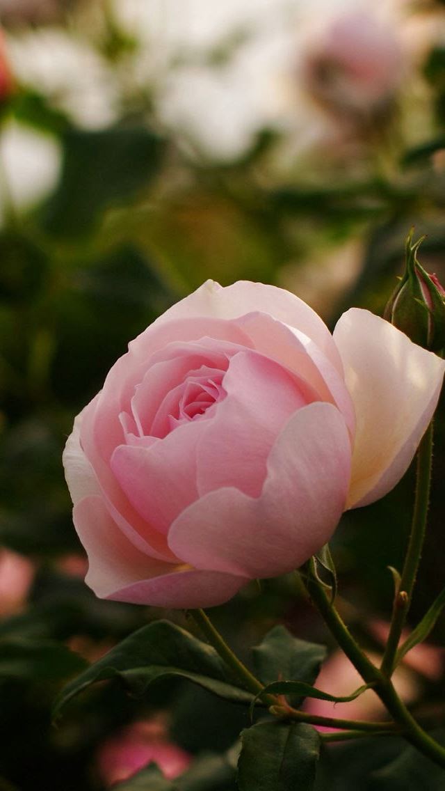 640x1136 Pink Rose - bokeh iPhone Wallpaper