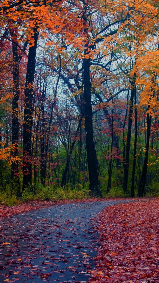 640x1136 Forest Foliage - road iPhone Wallpaper