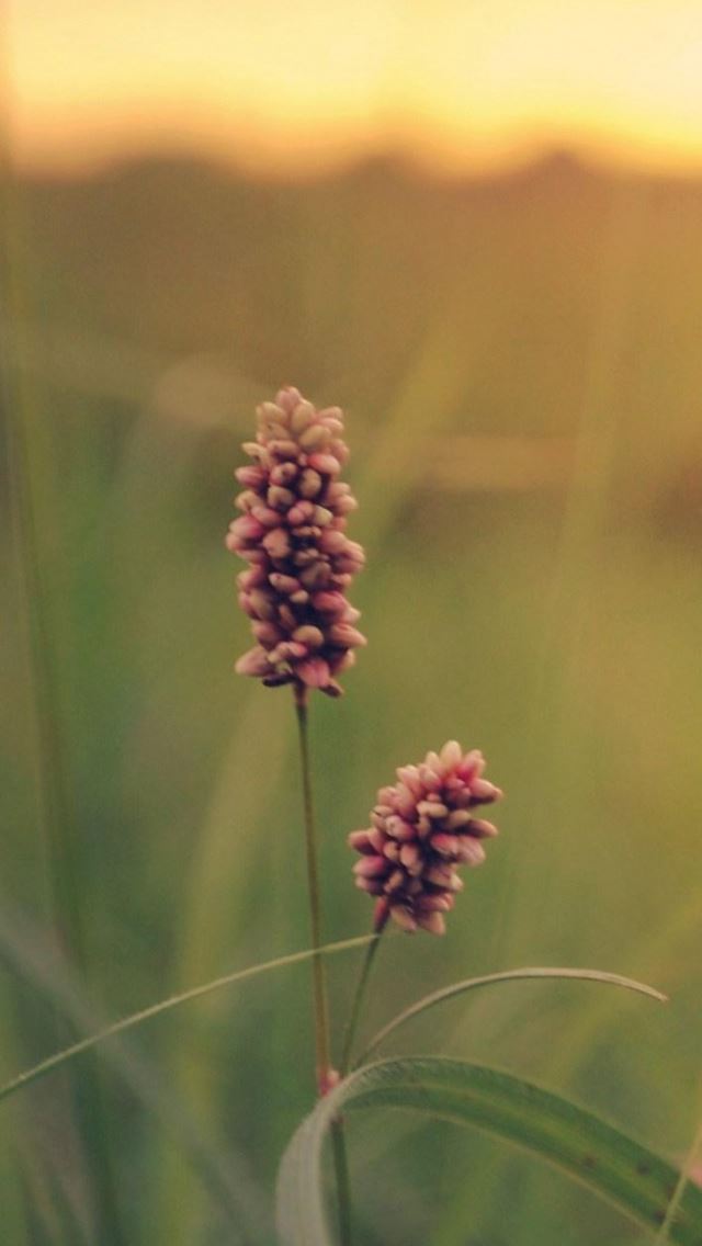 640x1136 Grass Field Sunset Summer Flowers - pink iPhone Wallpaper