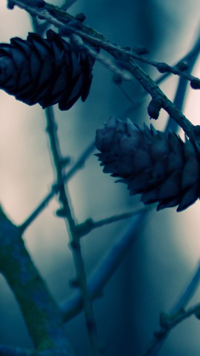 640x1136 Cedar Nut On The Tree - branch iPhone Wallpaper