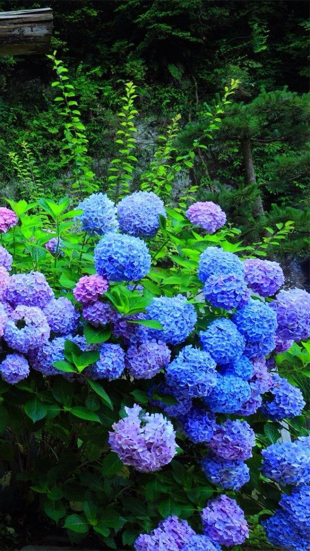 640x1136 Hydrangea flower -  iPhone Wallpaper