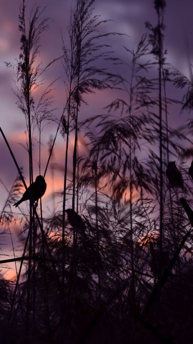 640x1136 Twilight - wind iPhone Wallpaper