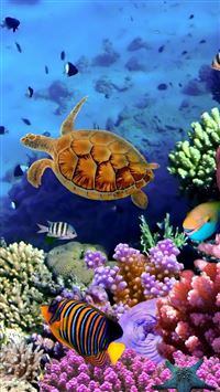 Tortoise Wallpaper HD APK for Android Download