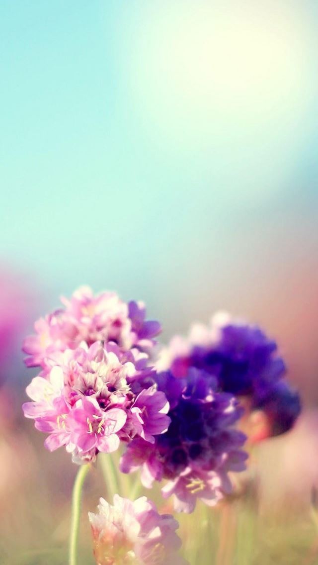 640x1136 Flowers Field Nature Sunny -  iPhone Wallpaper