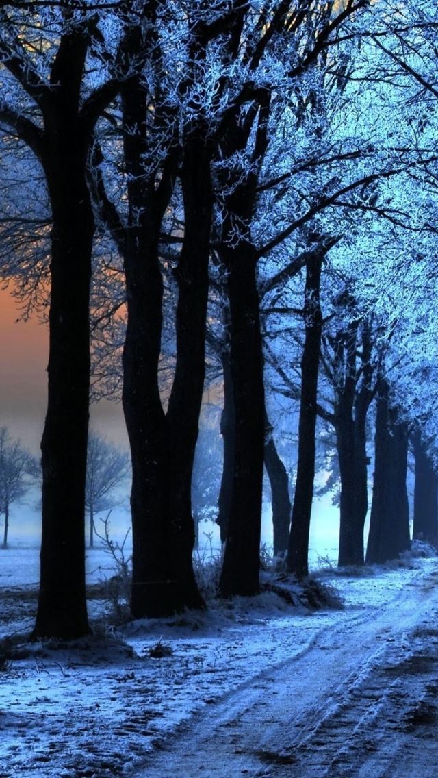 640x1136 Sunrise Trees Path - trees iPhone Wallpaper