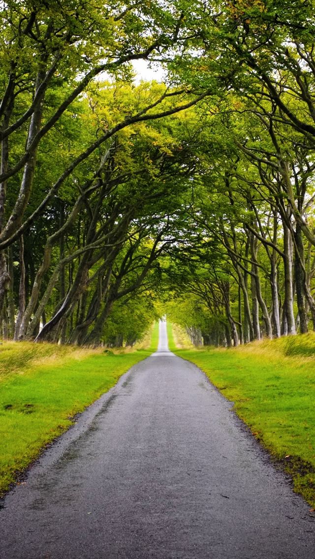 640x1136 Scotland Landscape - branch iPhone Wallpaper
