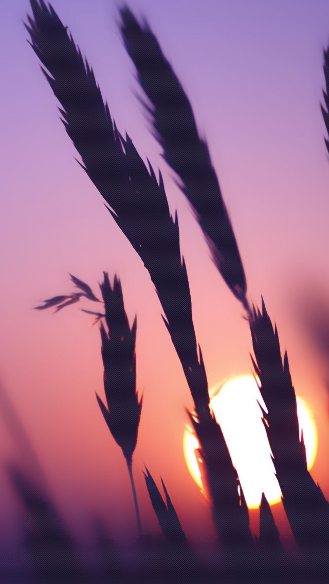 640x1136 Sunset Time - pink iPhone Wallpaper