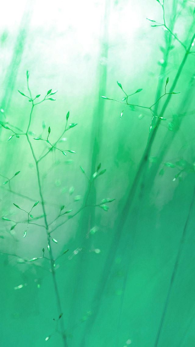 640x1136 Green Blue Reeds -  iPhone Wallpaper