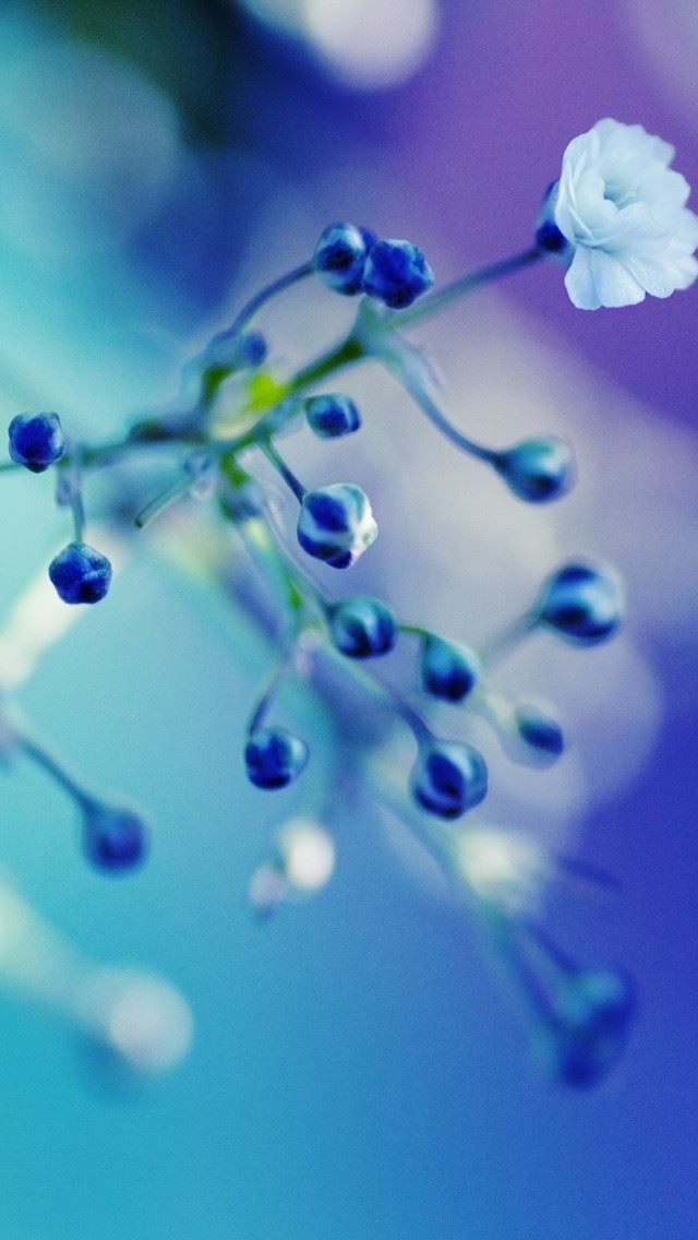 640x1136 Flowers Cyan Blue Fuzzy - stem iPhone Wallpaper