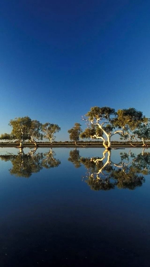 640x1136 The reflection of trees - trees iPhone Wallpaper