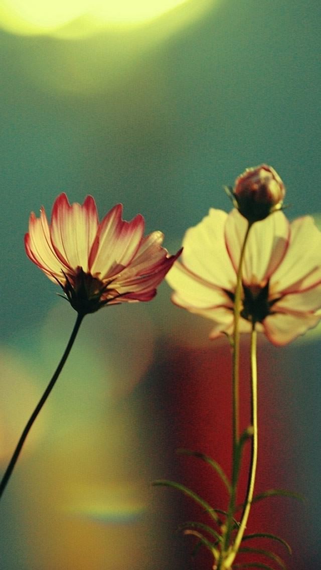 640x1136 Natural Red Flowers Yellow Flowers Fuzzy - natural iPhone Wallpaper