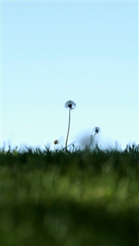 Dandelions Flower wallpaper