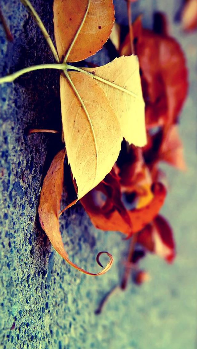 640x1136 Autumn Mood - floor iPhone Wallpaper