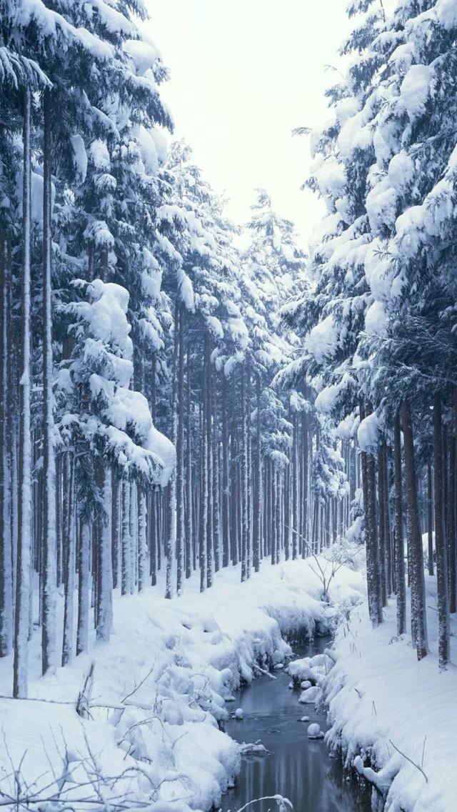 640x1136 Snow covered forest -  iPhone Wallpaper