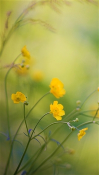 Best Buttercups iPhone HD Wallpapers - iLikeWallpaper