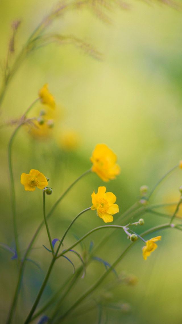640x1136 Buttercups flowers - bokeh iPhone Wallpaper