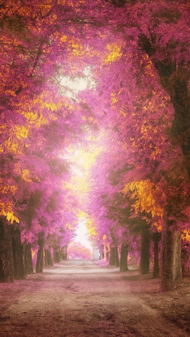 640x1136 Pink park - pink iPhone Wallpaper