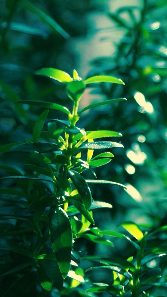 640x1136 Green leaf - leaf iPhone Wallpaper