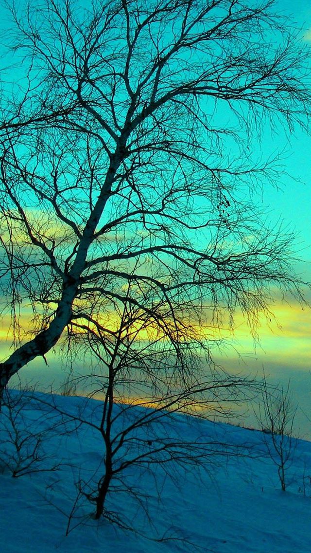 640x1136 Withered Tree Closeup - withered iPhone Wallpaper