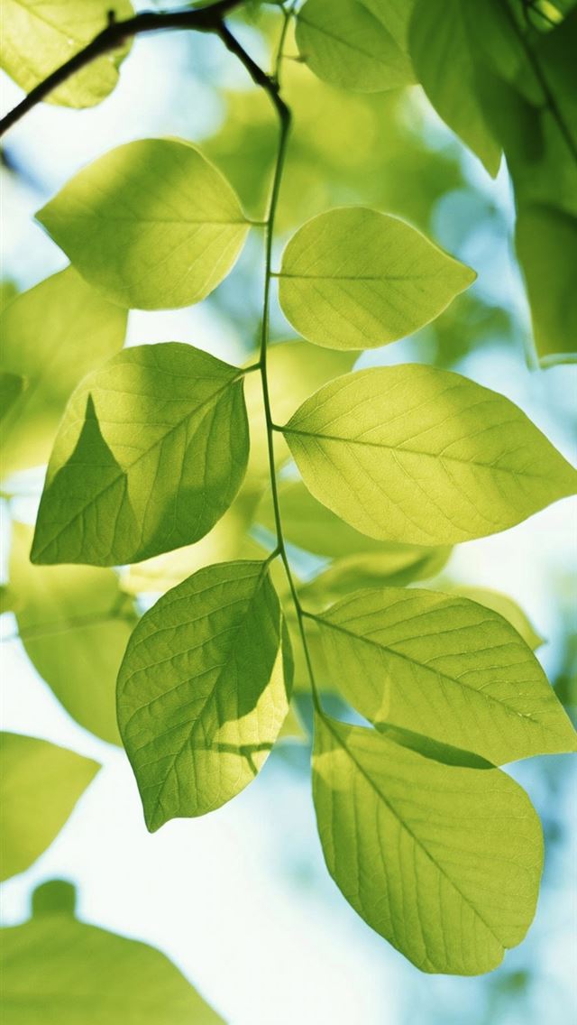 744x1392 Green Leaf Branch - branch iPhone Wallpaper