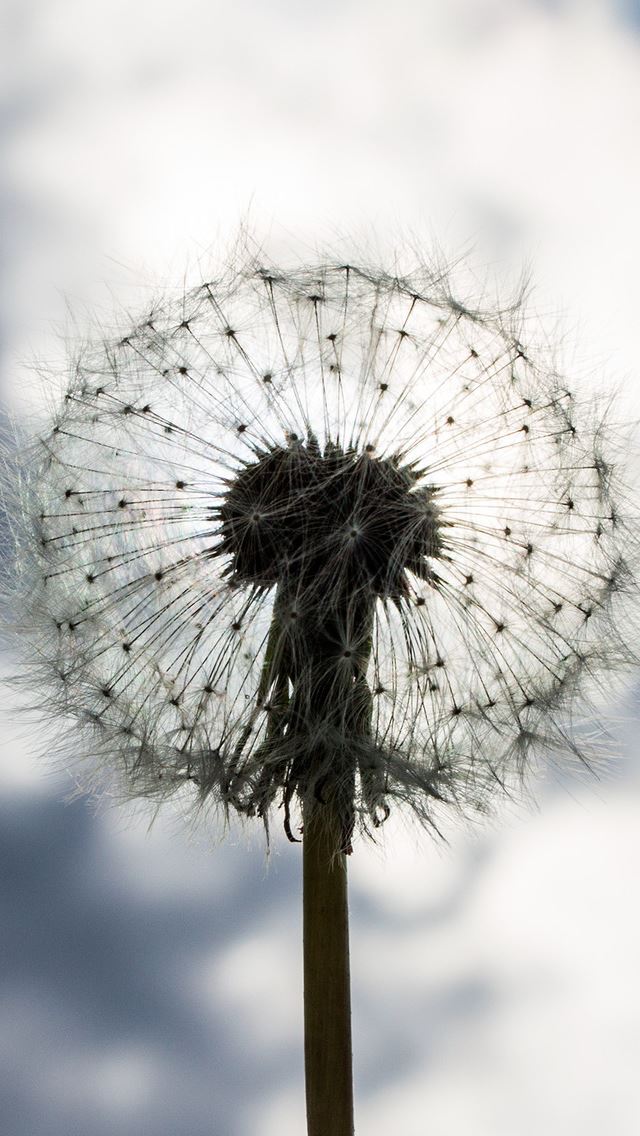 640x1136 Blowball - plant iPhone Wallpaper
