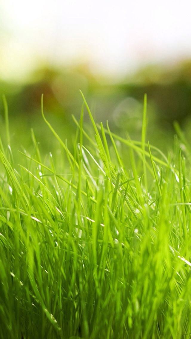 640x1136 Grass - bokeh iPhone Wallpaper