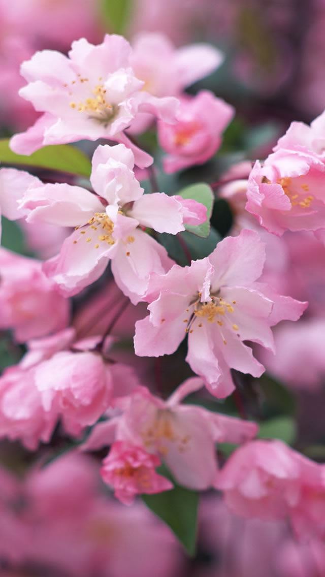 640x1136 Beautiful Blossom - blossom iPhone Wallpaper