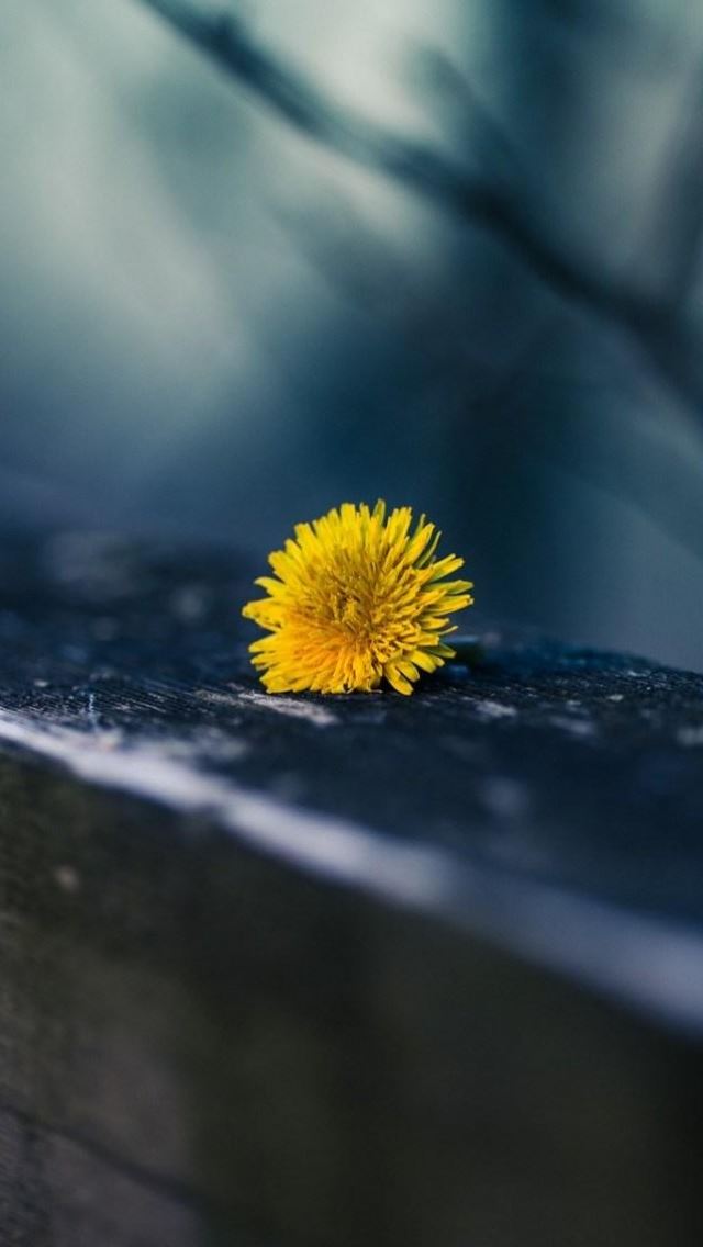 640x1136 Dandelion Yellow Macro - flower iPhone Wallpaper