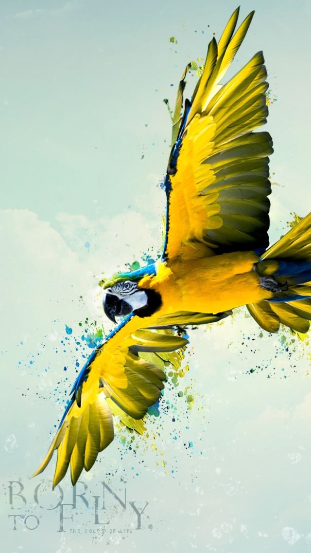 640x1136 Born To Fly - bird iPhone Wallpaper