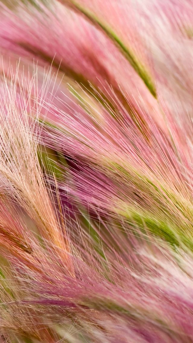 640x1136 Foxtail Barley - pink iPhone Wallpaper