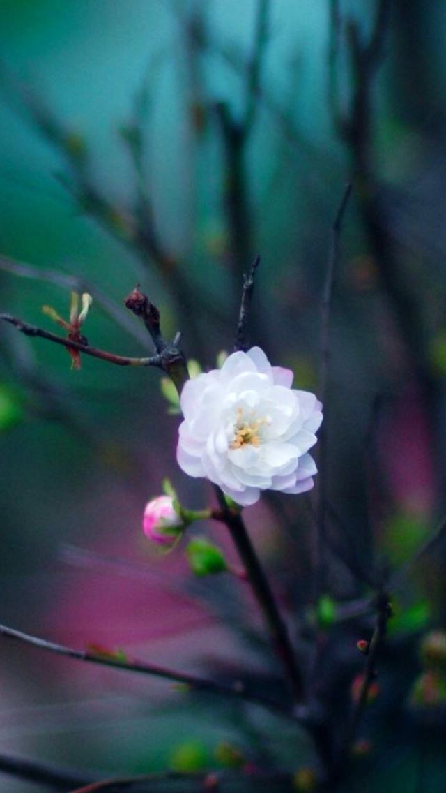 640x1136 White flowers - bokeh iPhone Wallpaper