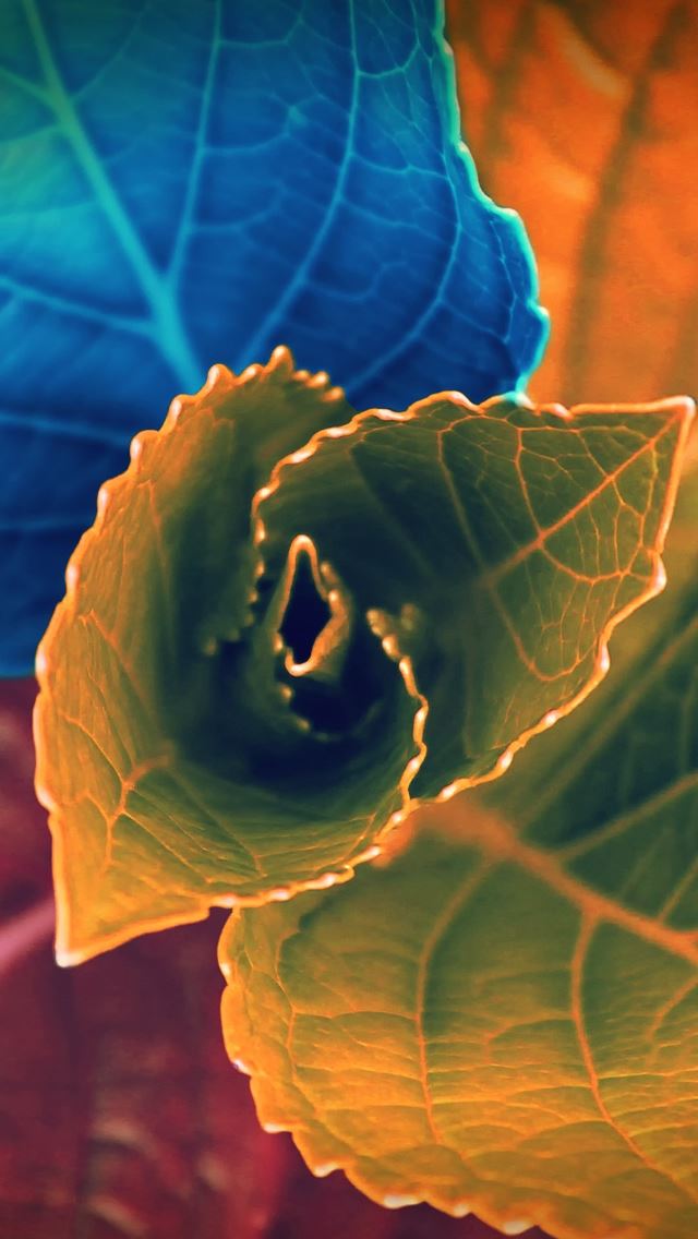 640x1136 Colors Of Leaves - leaves iPhone Wallpaper