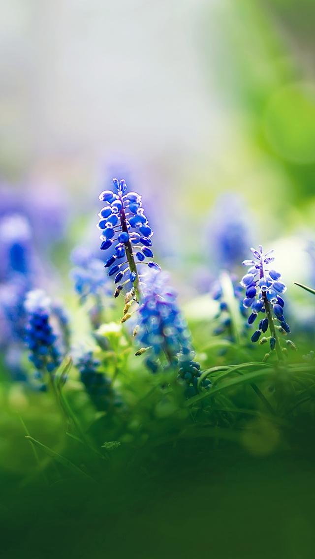 Muscari Flowers Iphone Wallpapers Free Download