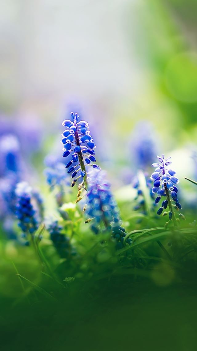 640x1136 Muscari Flowers - sunshine iPhone Wallpaper