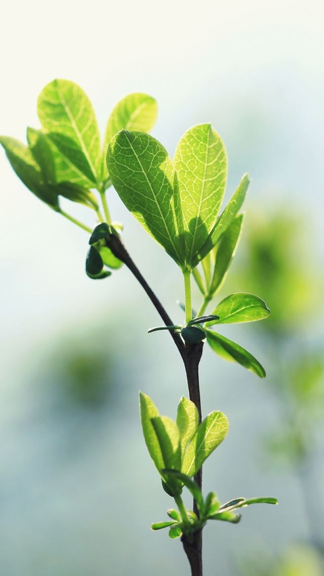 640x1136 Green - branch iPhone Wallpaper
