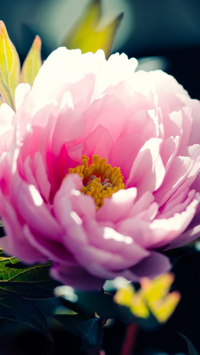 640x960 Beautiful Pink Flower - beautiful iPhone Wallpaper