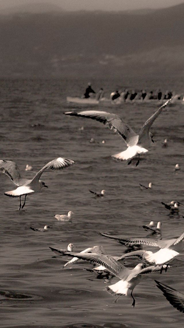 640x1136 Seagull - seagull iPhone Wallpaper