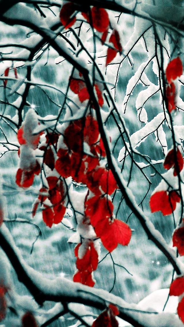 640x1136 Snow Leaves - branch iPhone Wallpaper
